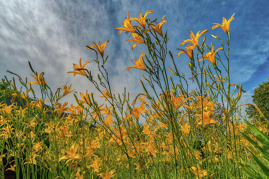Daylilies Against Blue Sky Photograph by Jerry Gammon