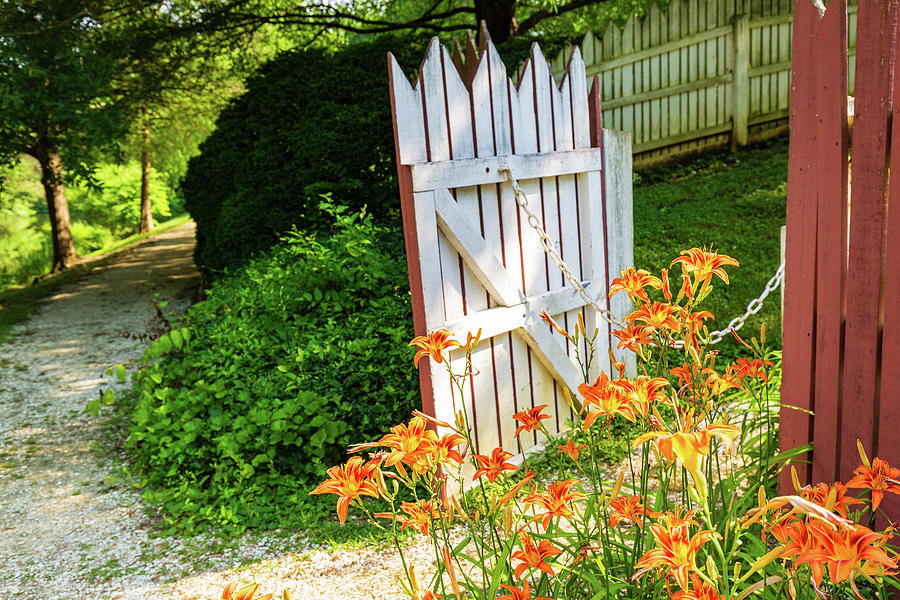 Daylilies at the Gate Photograph by Rachel Morrison