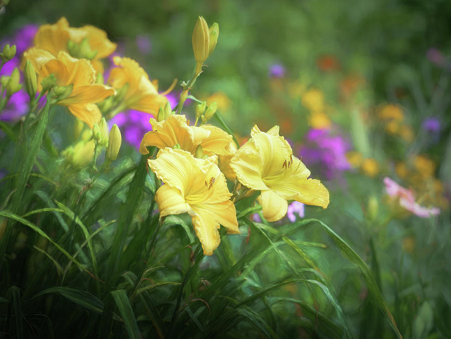 Daylilies in a Summer Garden  Photograph by Mary Lynn Giacomini
