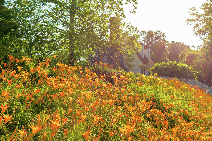 Daylilies in June  Photograph by Rachel Morrison