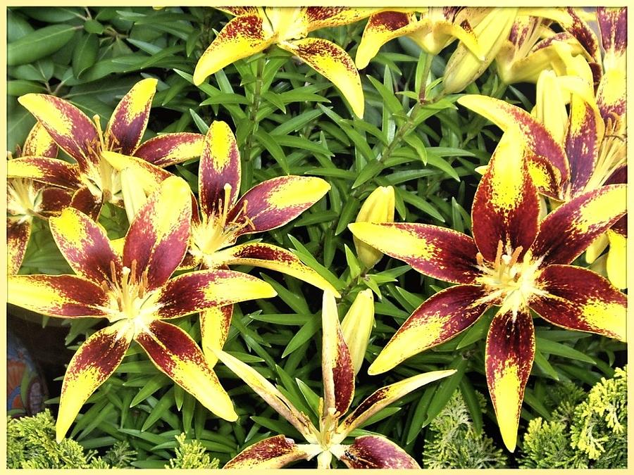 Daylilies in Profusion Photograph by Nancy Ayanna Wyatt