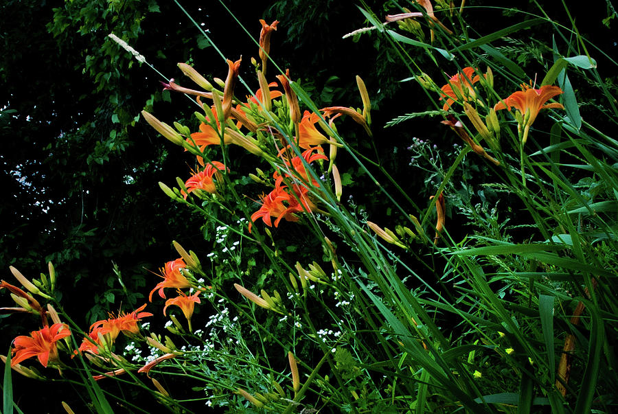 Daylilies Photograph by Lee Beuther