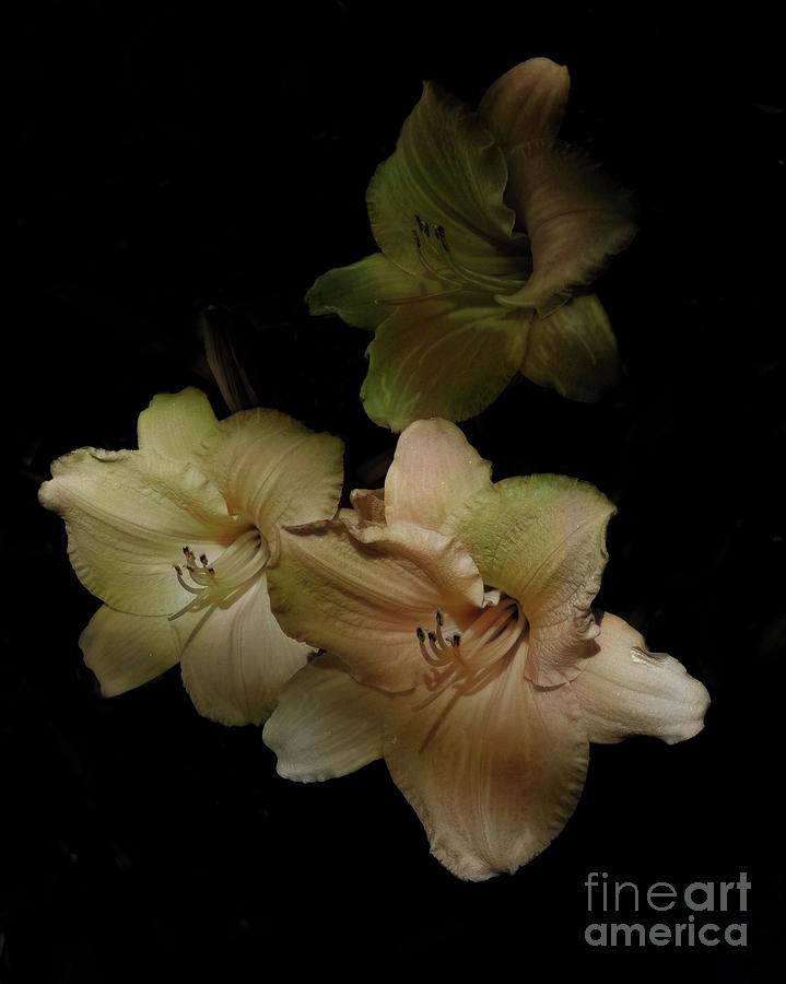 Daylilies Photograph by Steffani GreenLeaf