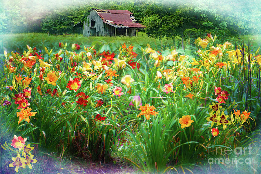 Daylily Bed on the Farm Photograph by Karen Beasley