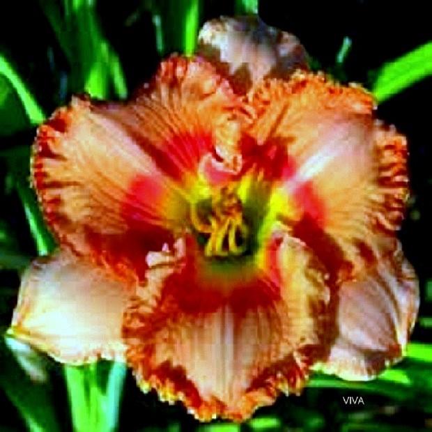 Daylily-Brilliant Photograph by VIVA Anderson