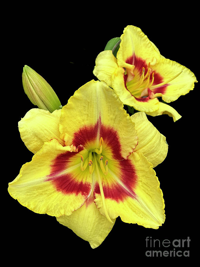 Daylily Photograph by Cathy Donohoue