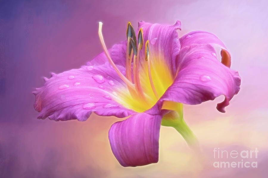 Daylily Delight Photograph by Anita Pollak