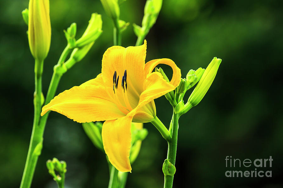 Daylily Flower Illinois Photograph by Ben Graham