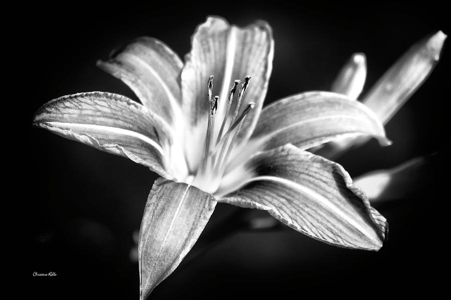 Daylily Flower Black And White Photograph by Christina Rollo