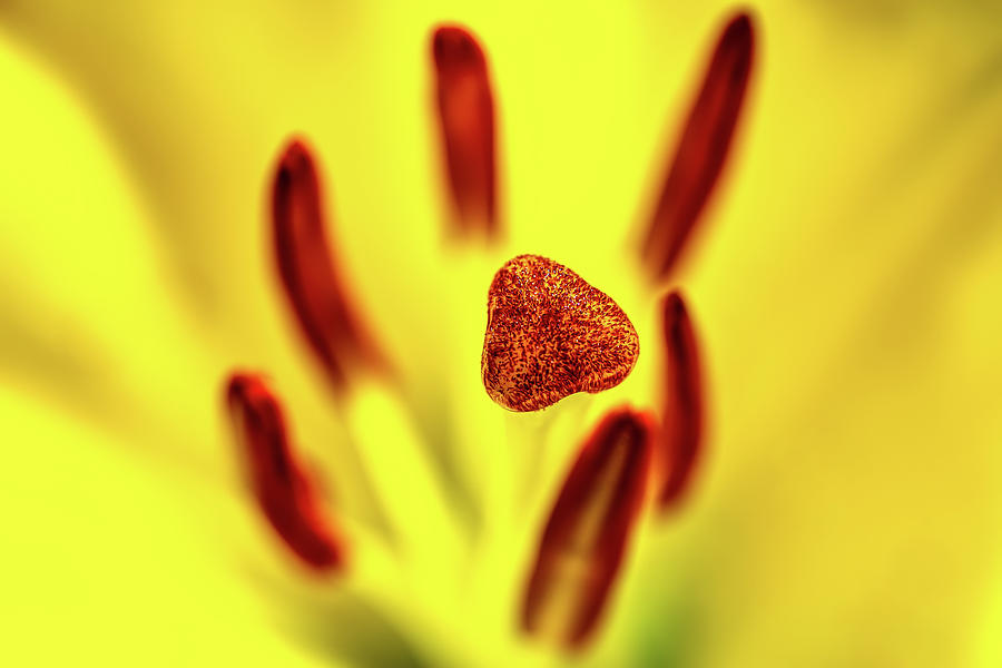 Daylily Flower Stigma Macro Photograph by Tom Mc Nemar