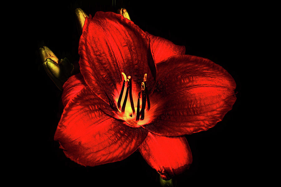 Daylily Glows in the Dark Photograph by Ola Allen