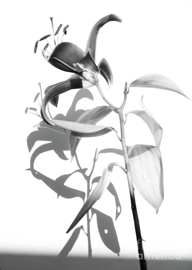 Daylily in Black and White Photograph by Margie Avellino