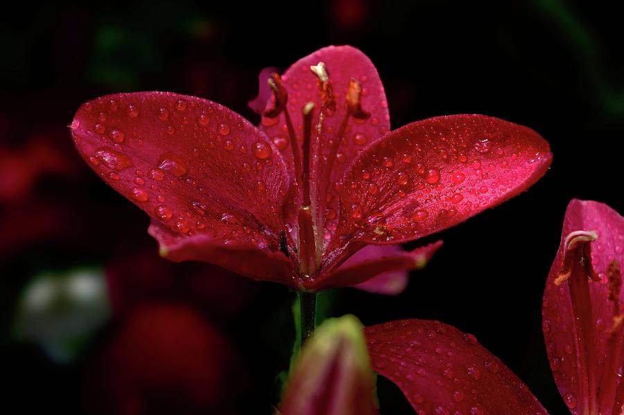 Daylily Rich Red with Waterdrops Digital Art by Ed Stines