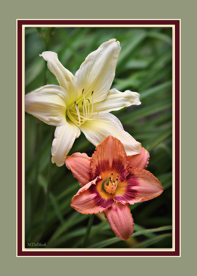 Daylily Survivors Photograph by Marilyn DeBlock - Fine Art America