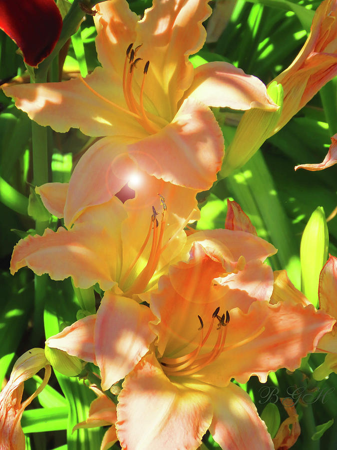You Light Up My Life Daylily Trio - Floral Photographic Art - Flowers From Our Gardens - Photography Photograph by Brooks Garten Hauschild