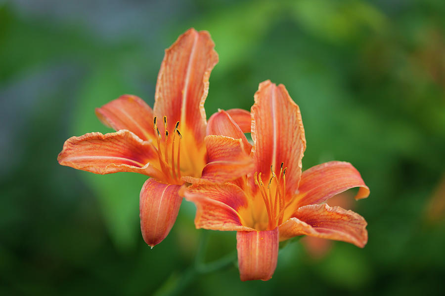 Daylily_6609 Photograph by Rocco Leone