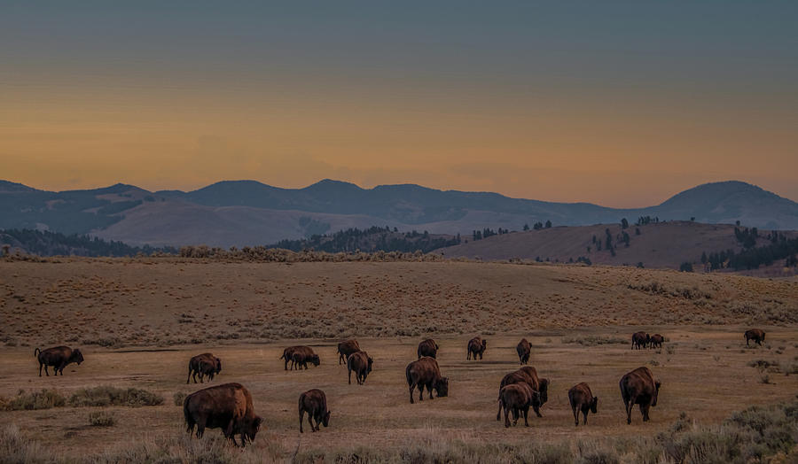 Days End in Lamar Valley, Yellowstone National Park Photograph by Marcy Wielfaert
