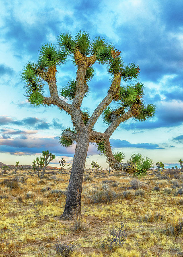 Day's End - Joshua Tree National Park Photograph by Stephen Stookey