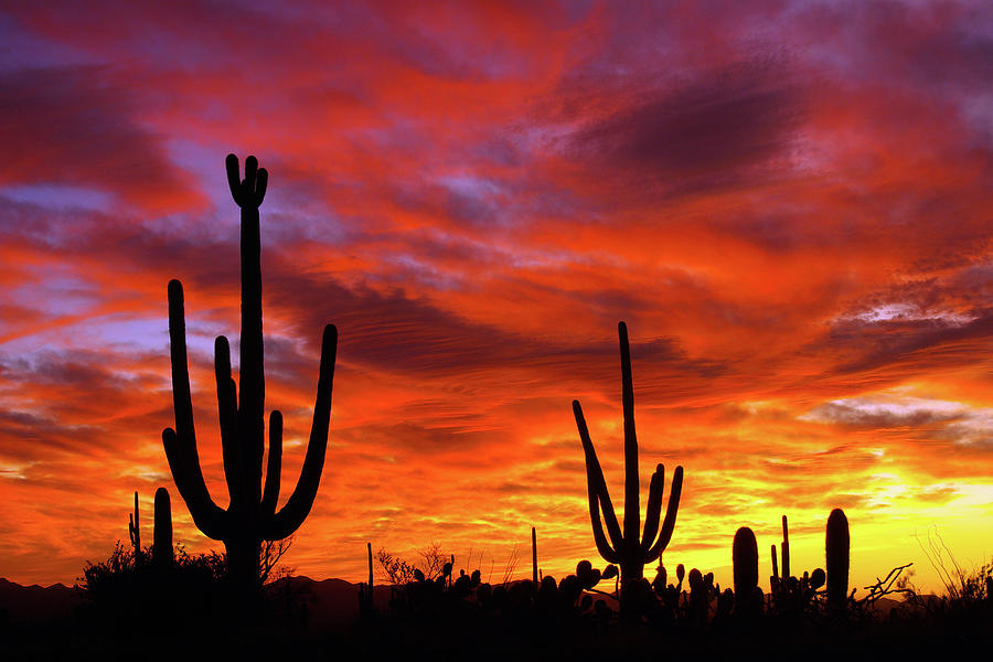 Days End, Tucson Mountain Park Photograph by Douglas Taylor