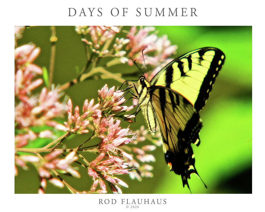 Days of Summer Photograph by Rod Flauhaus - Pixels