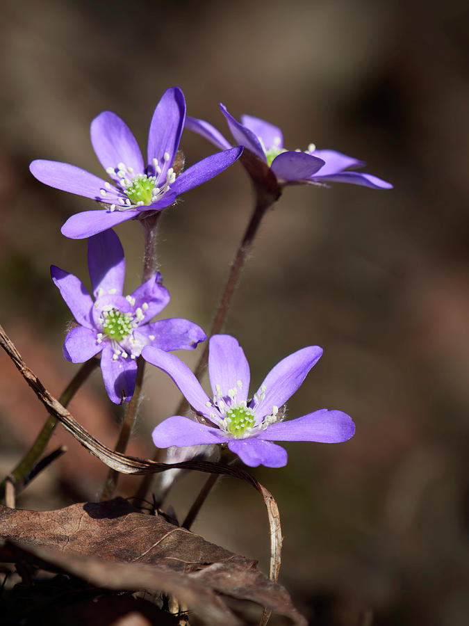 Days of the purple. Hepatica Photograph by Jouko Lehto - Fine Art America