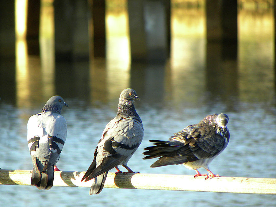 Daytona Beach Fence Pigeons  Photograph by Christopher Mercer