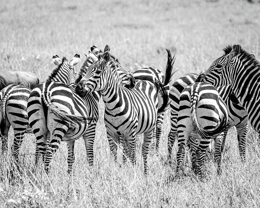 Dazzle of Zebras BW Photograph by Adrian O Brien