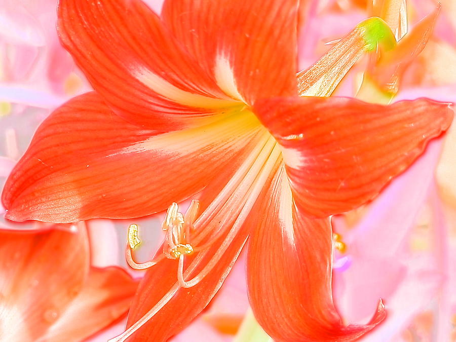 Dazzling Amaryllis  Photograph by Belinda Lee