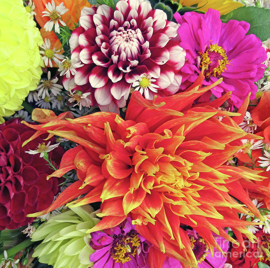 Dazzling Dahlias and Zinnias  Photograph by Sea Change Vibes