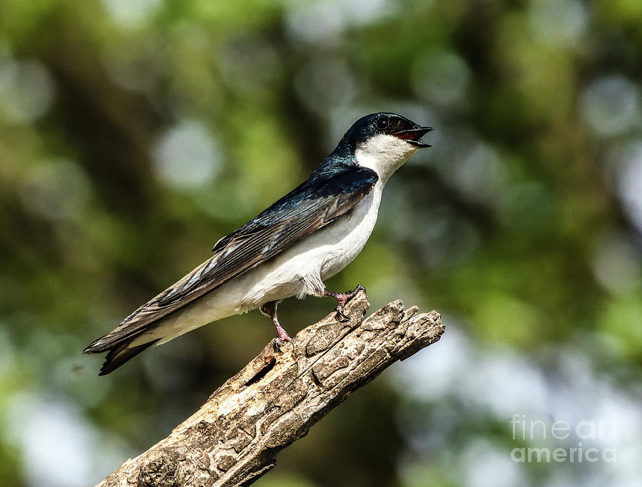 Dazzling Female Tree Swallow Photograph