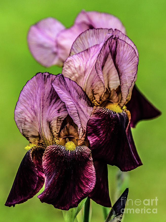Dazzling Irises Almost Looks Like Velvet Photograph