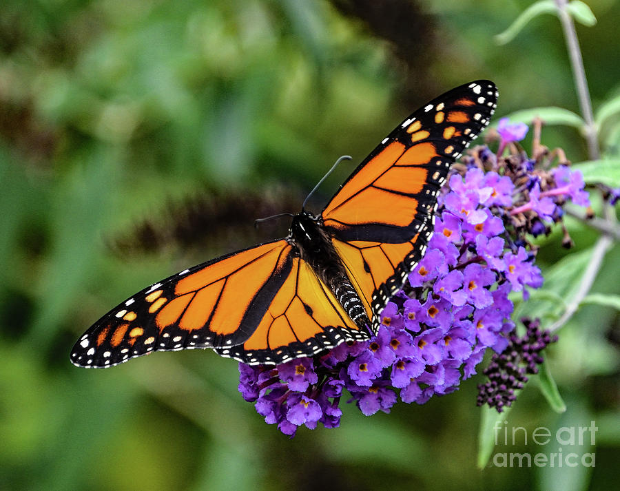 Dazzling Monarch Photograph