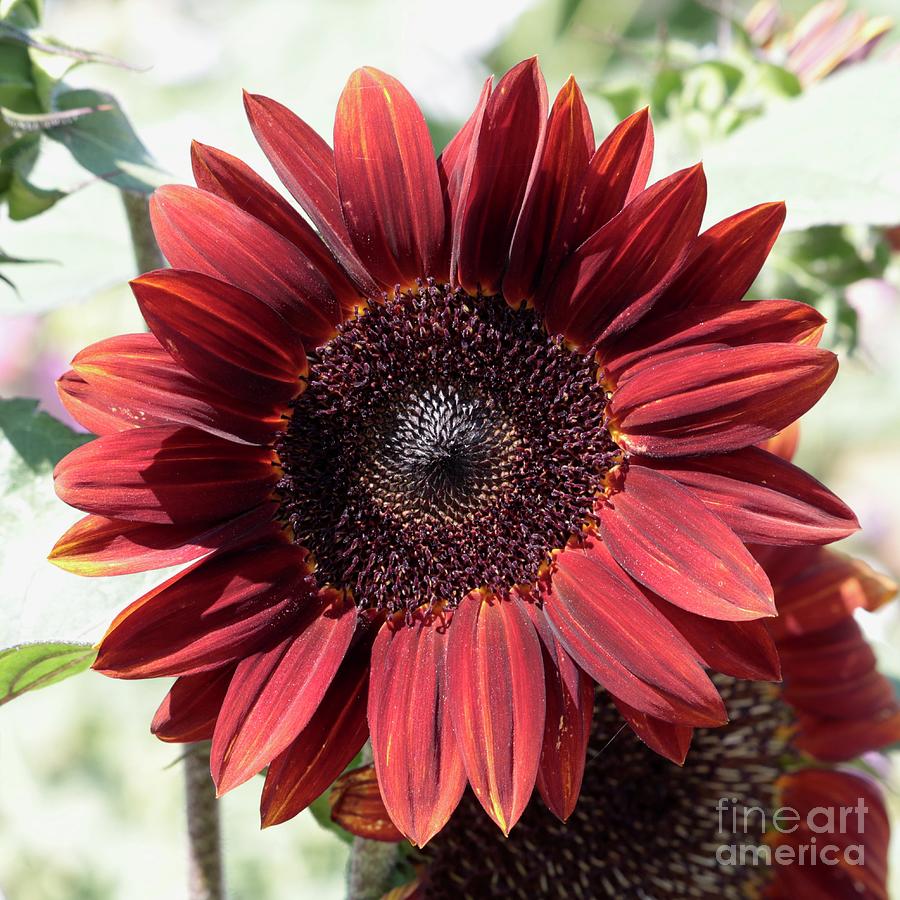 Dazzling Orange Sunflower Square Photograph by Carol Groenen