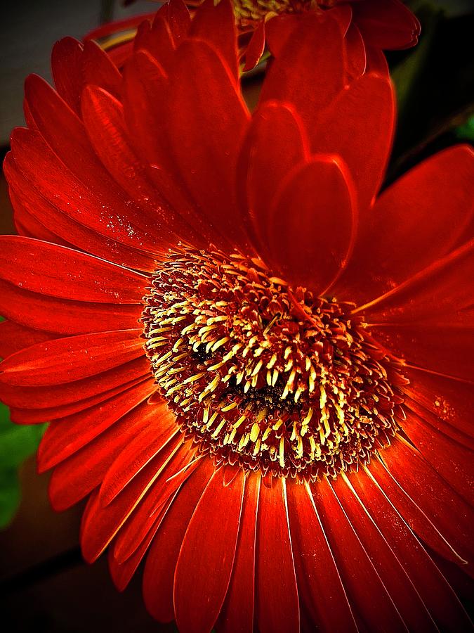 Dazzling Red Daisy Photograph by Frosti Photos - Fine Art America