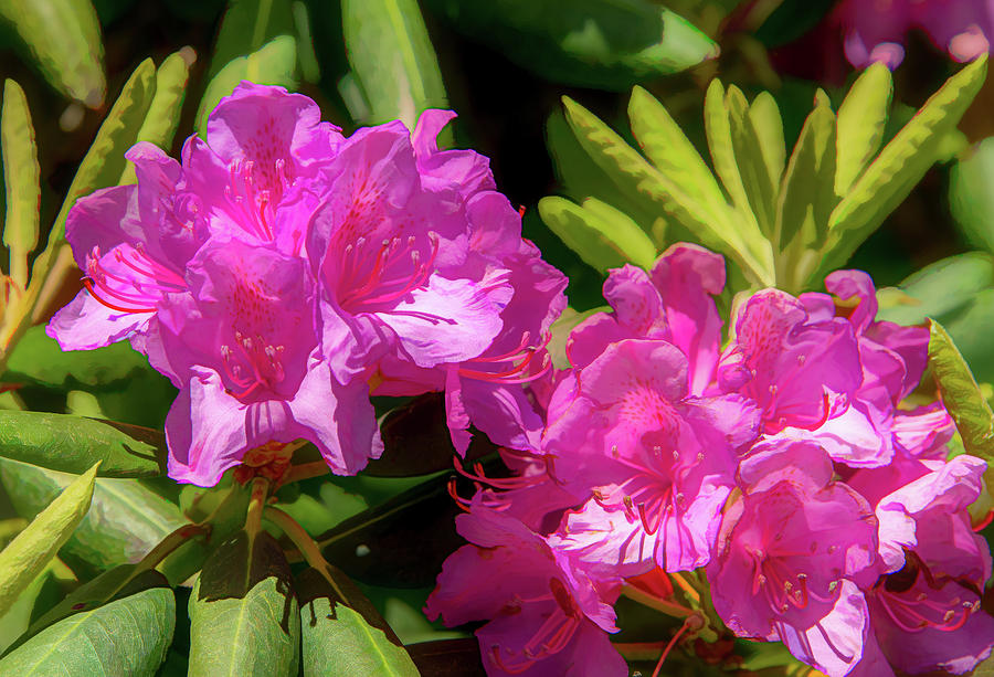 Dazzling Rhododendrons  Photograph by Marcy Wielfaert
