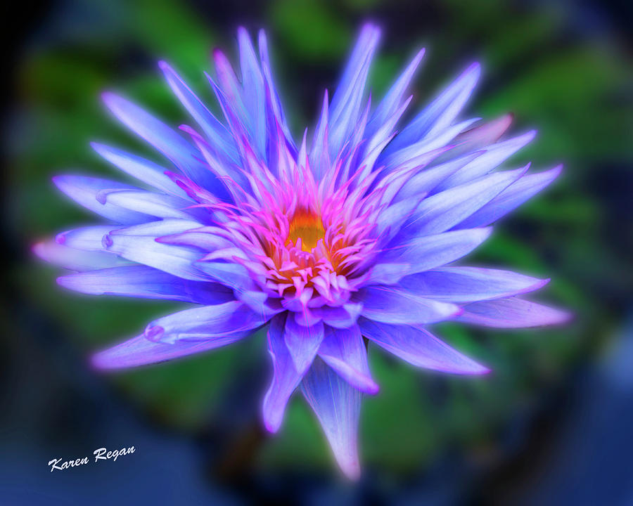 Dazzling Water Lily Photograph by Karen Regan