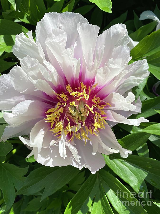 D.C. Asian Museum Tree Peony  Photograph by Catherine Ludwig Donleycott