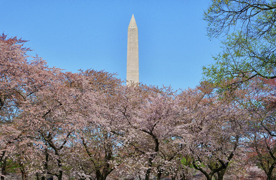 D.C. Cherry Blossom Festival and the Washington Monument Photograph by Brendan Reals