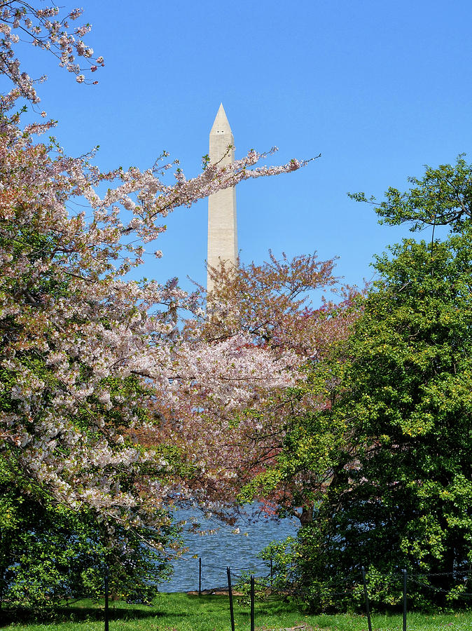 D.C. Cherry Blossom Trees at the Tidal Basin, and the Washington Monument Photograph by Brendan Reals