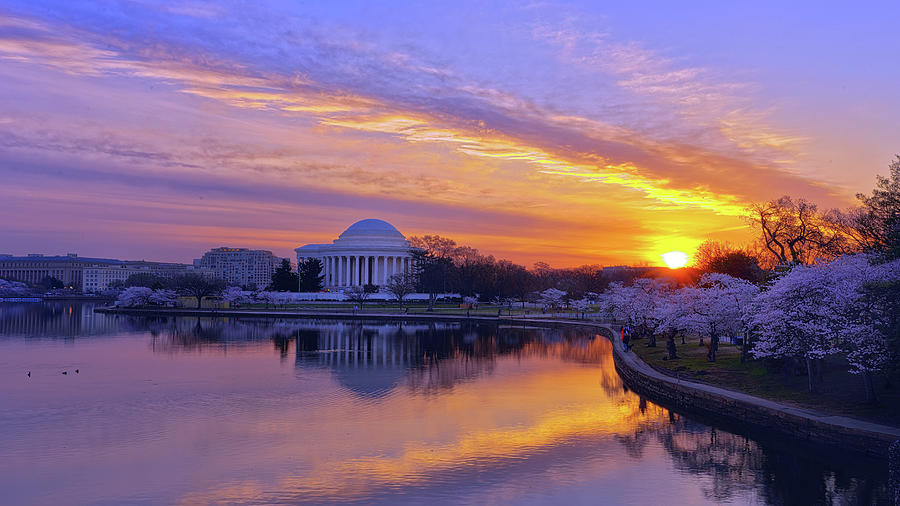 DC Cherry Blossoms 2022 Photograph by Jack Nevitt