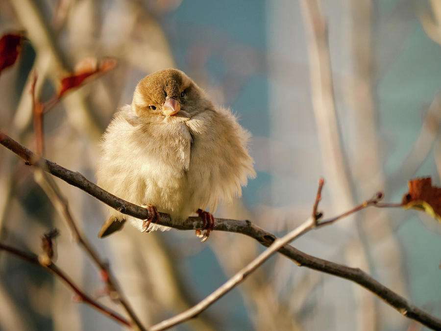 D.C. Sparrow in Autumn Photograph by Rachel Morrison