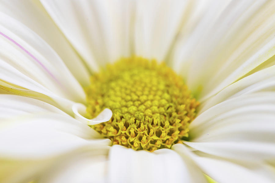 Daisy - Macro Flower Photography Photograph by Amelia Pearn
