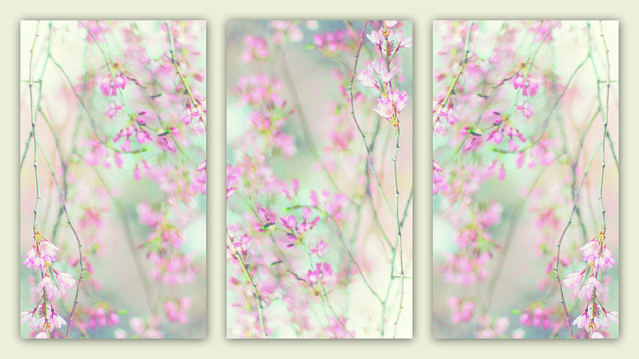 Weeping Cherry Triptych Photograph by Jessica Jenney