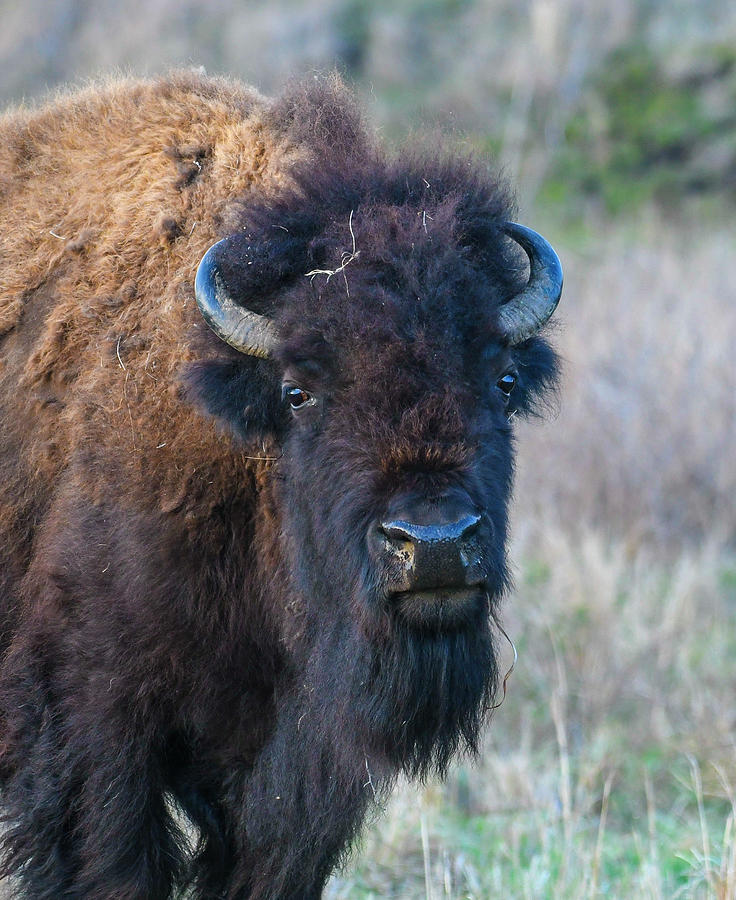 Bison Photograph - DDP DJD Bison Bull 3088 by David Drew