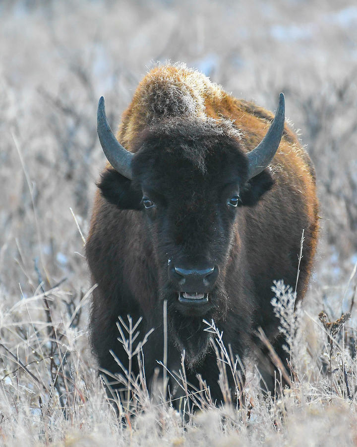 DDP DJD Bison on a Frosty Morning 3028 Photograph by David Drew