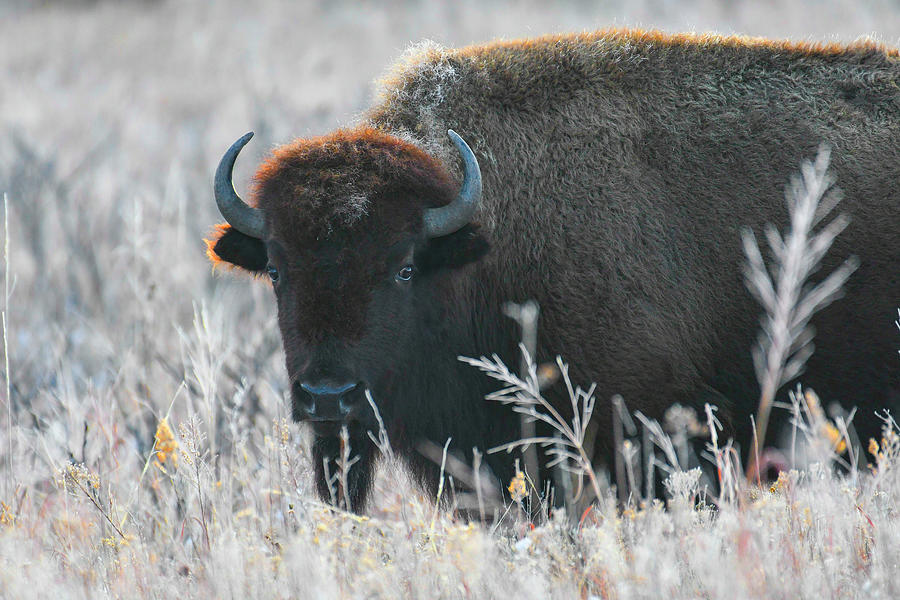 DDP DJD Bison Cow on a Frosty Morning 3031 Photograph by David Drew