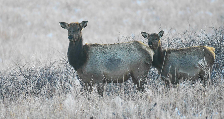 DDP DJD Elk Cow and Calf on Frosty Morning 3018 Photograph by David Drew