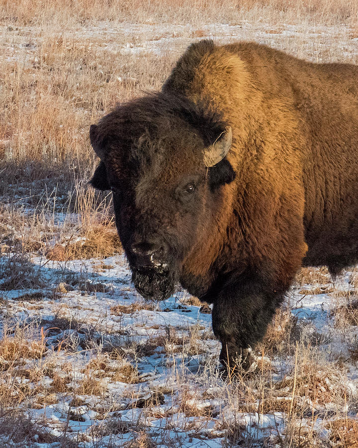 DDP DJD Frosty Morning Bison Bull at Maxwell 5911 Photograph by David Drew