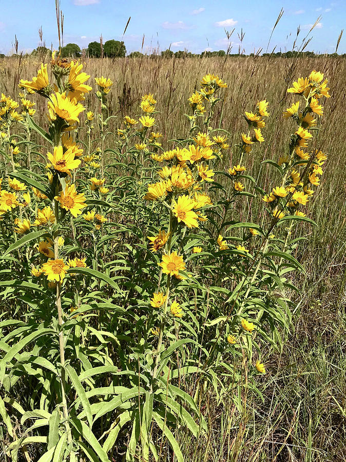 DDP DJD Prairie Native Sunflowers 5464 Photograph by David Drew