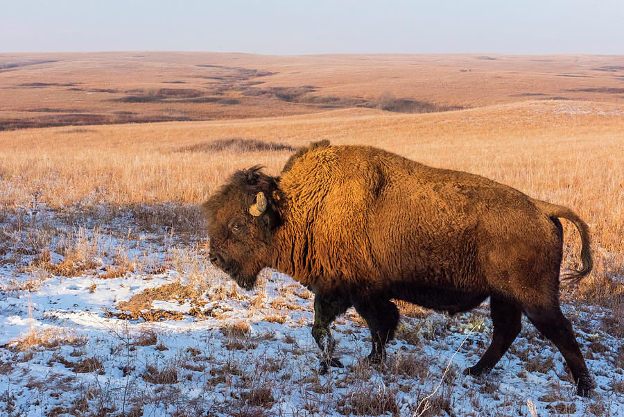 DDP DJD Winter Plains Bison Bull 5914b Photograph by David Drew